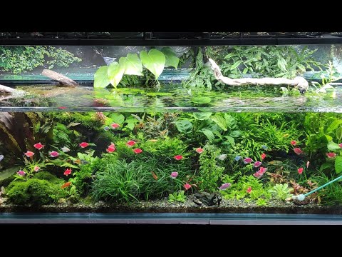 Видео: Аквариум с растениями 600л
