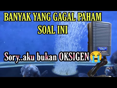 Video: Apakah tangki ikan membutuhkan filter dan pompa udara?