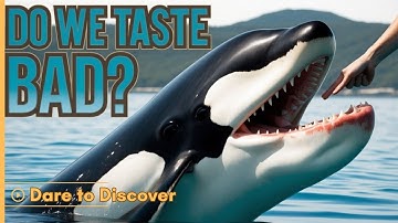 3 Apex Intelligent Predators That SPARE HUMANS