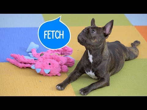 Video: Làm thế nào để dạy con chó của bạn chơi Fetch