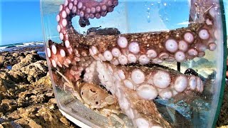 Feeding Octopus Live Crabs