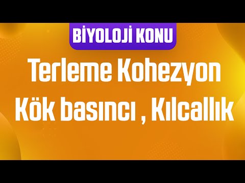 Video: Terleme kohezyon gerilim mekanizması nedir?