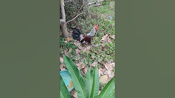 chuối tơ🐓 #thứcgàrừng86 #gàrừngrặc #gàrừngtaitrắng