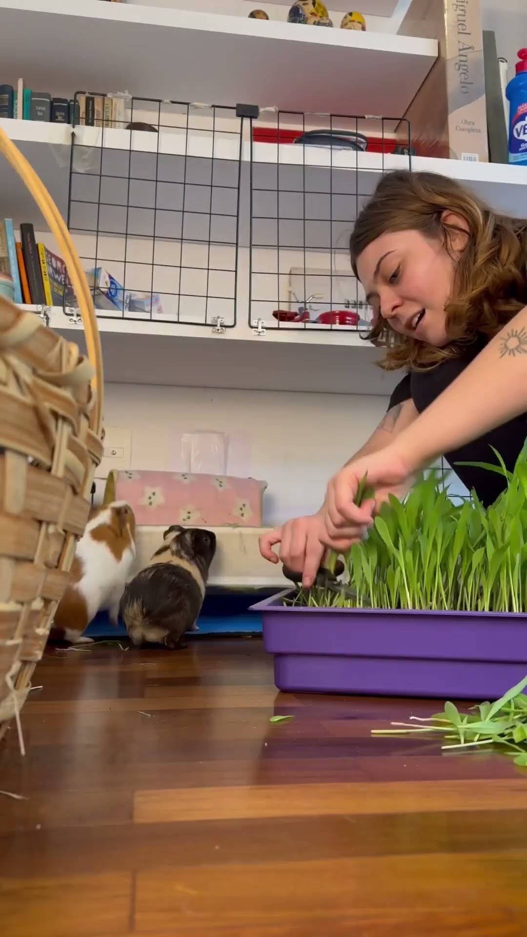 a guinea pig’s paradise @A_pior_influencer !! #guineapig #pets