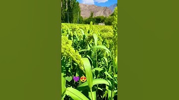 #راحة_نفسية #tilawet #تلاوة_خاشعة #قران #اكسبلور #قرآن #طبيعت #lovemusic #قران_كريم #لايك