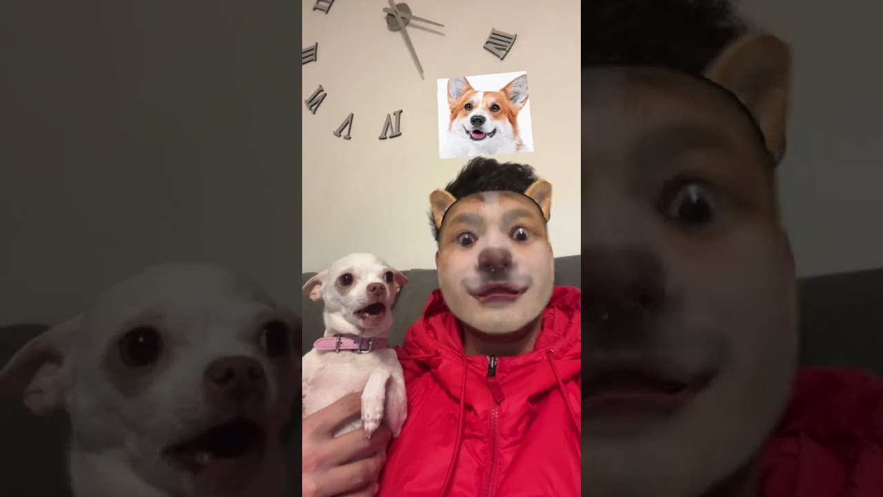 just dog's reaction for face mask. Check the comments! 