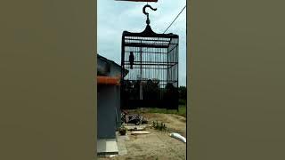 Burung kacer rasa tengkek udang