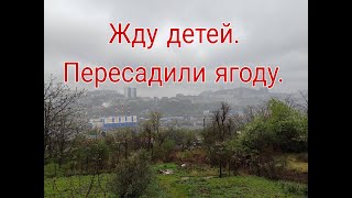 ЖДУ ДЕТЕЙ///ПЕРЕСАДИЛИ ЯГОДУ///ЧТО НАКРОИЛА///