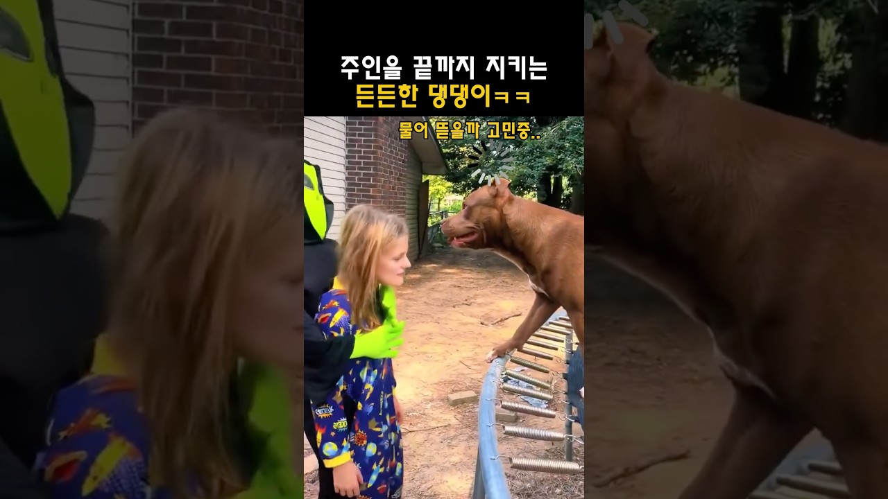 주인을 끝까지 지키는 든든한 댕댕이