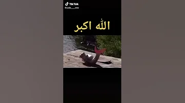 حوريه البحر حقيقيه تموت لا تفوتك 