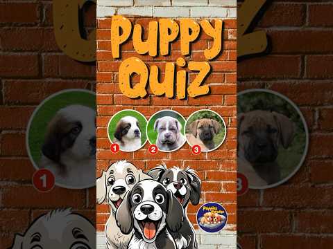 You’re a puppy expert if you can pick the NEAPOLITAN MASTIFF! 🐶#puppyquiz