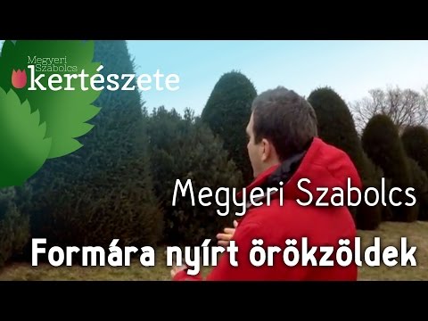 Videó: A cédrusfák örökzöldek?