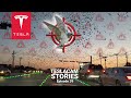 TESLA ATTACKED BY BIRDS | TESLACAM STORIES #39