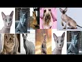 Top 10 Most Expensive Cat Breeds の動画、YouTube動画。