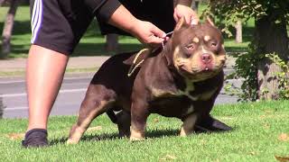 COLOR BOMB BULLIES YOGY THE BROWN BEAR, Inw gr Ch Rockomania chocolate tricolor son in Europe