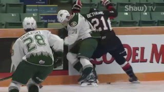 Cougar Close Up Todd Harkins