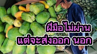 แกล้งว่ามีผลผลิต ลองหาคนรับซื้อ จะมีคนซื้อไหม