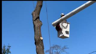 Large Silver Maple removal.