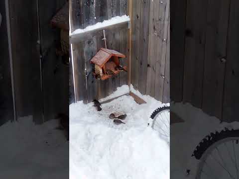 горобці налетіли кіт птицы птица птахи Cat животные котики кот котенок кошки кішка