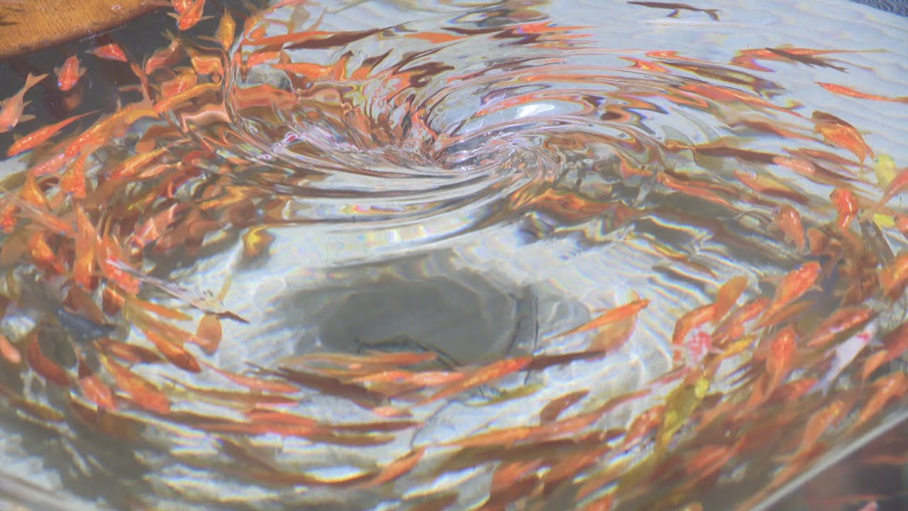 リアルな金魚を描く美術作家・深堀隆介さん展覧会が開催 会場では約300