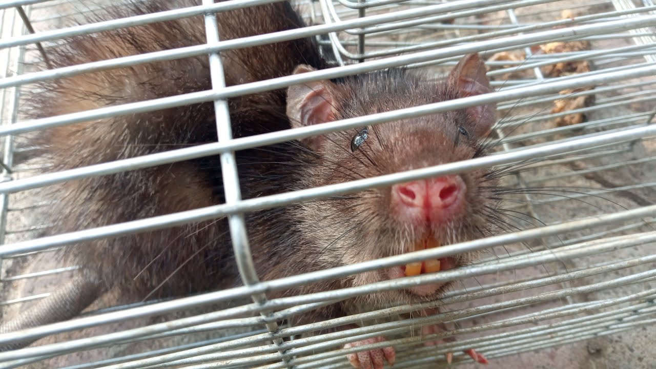 WIROG..!! Kasta tikus terkuat di Bumi !! - YouTube