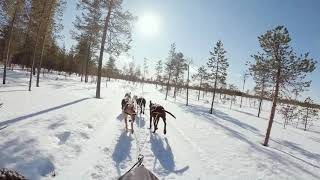 Dogtivity Meets Friends