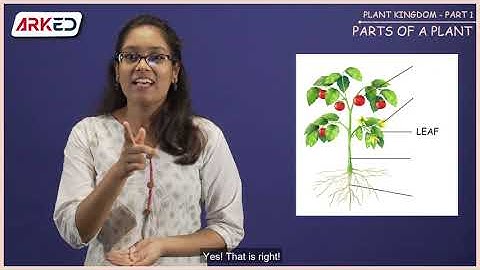 Plant Kingdom #Class2 #Science