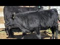 .BLACK ANGUS. LLEGARON LOS HEMBRIONES