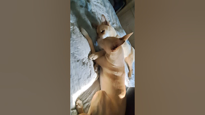 Ági & Dani our perfect ( foster boy) #doglover #dog #fosterdogs #dogs