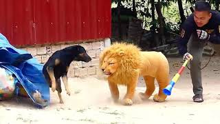 Download Lagu Wow !! Super Huge Blanket vs Sleeping Dogs Pranks - Supper Funny Videos MP3