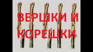 видео: Зимняя прививка растений. картинка: Зимняя прививка растений.
