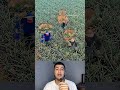 ​¡Lo que NO sabías sobre la cosecha de PIÑA! 🍍😱
