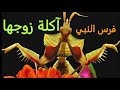 حشرة فرس النبي