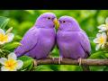 Birds Chirping in Forest 🌿 Deep Sleep Sounds for Relaxation, Meditation & Stress Relief