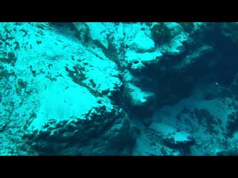 snorkeling-with-an-alligator-alexander-springs-florida