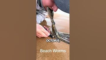 These Beach Worms Bite Your Feet 😱