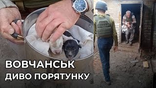 ВОВЧАНСЬК | Диво порятунку | 6 новонароджених цуценят без мами у дворі під обстрілами