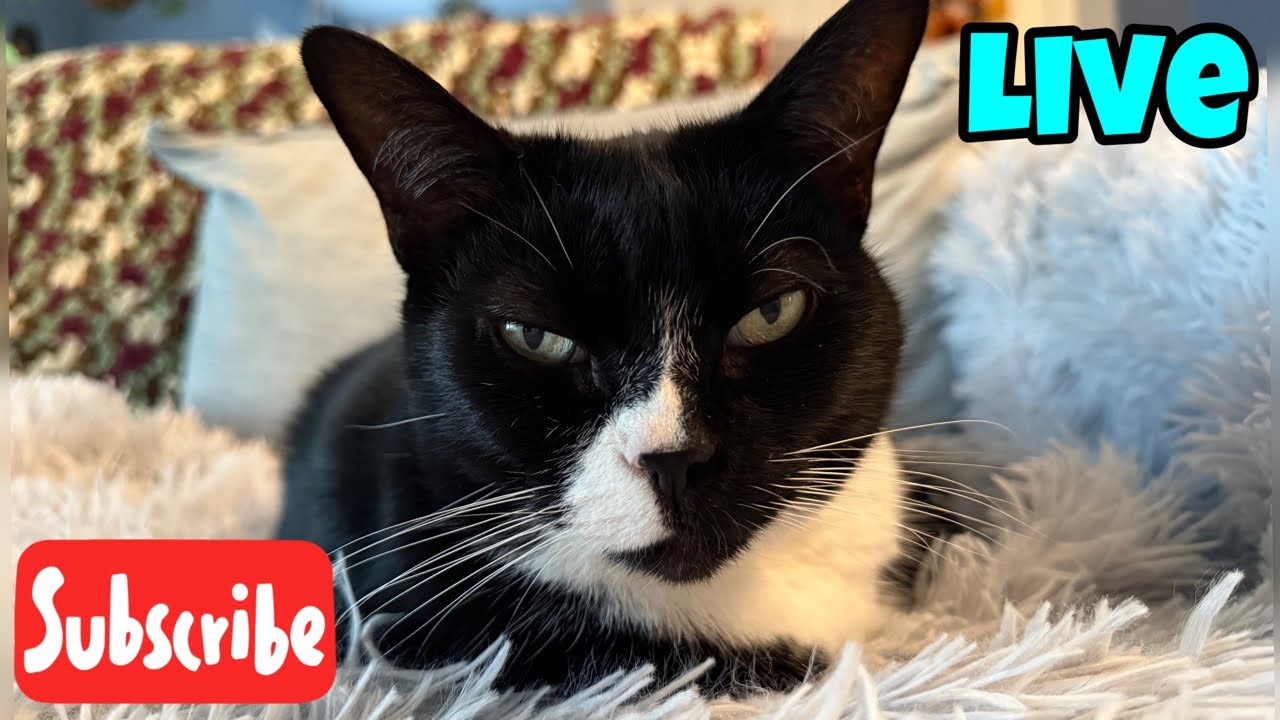 Мяутивация понедельника — прямая трансляция