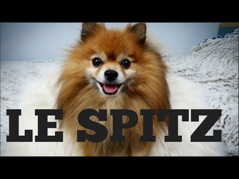Tout Savoir Sur Le Spitz Enfin Presque