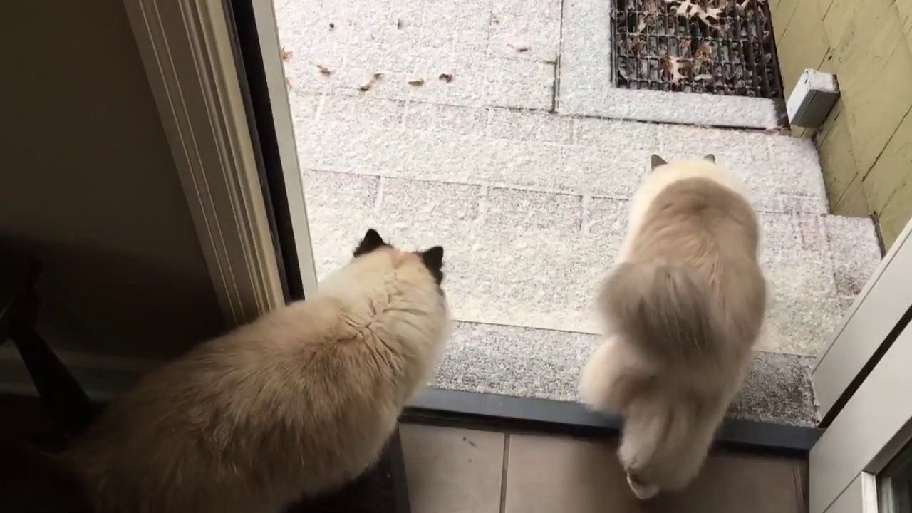 Ragdolls Cats Charlie and Trigg in Snow December 2016 Floppycats