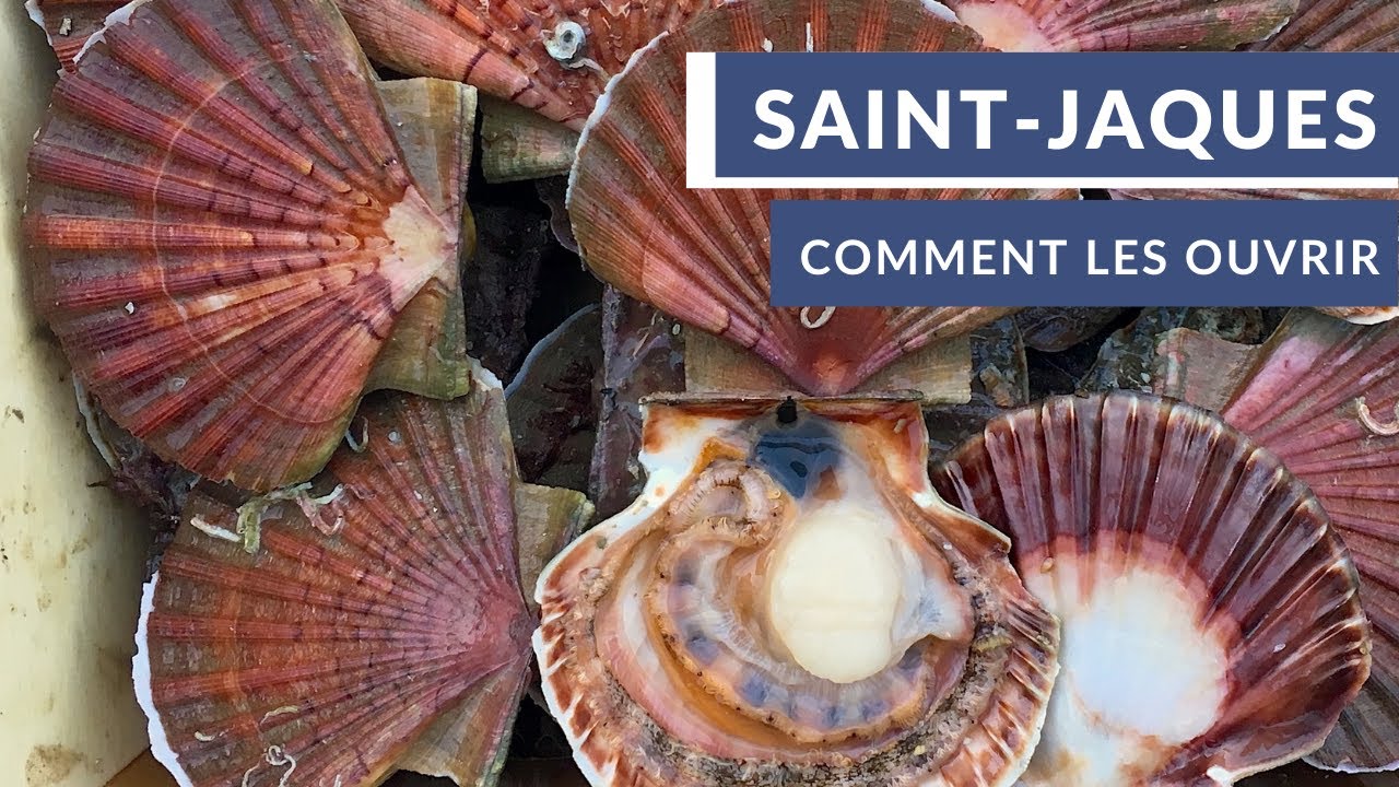 Comment ouvrir les Coquilles Saint-Jacques ?