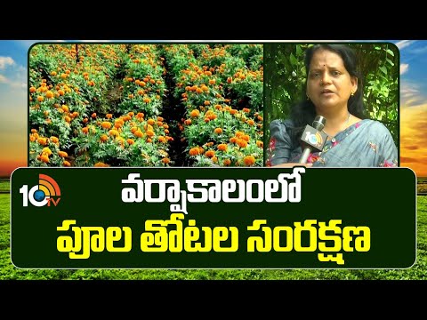 వర్షాకాలంలో పూల తోటల సంరక్షణ | How to Care for Flower Gardens in Rainy Season | Matti Manishi | 10TV - 10TVNEWSTELUGU