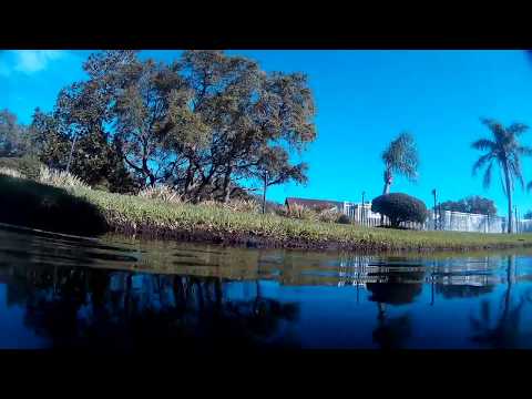 Beware of the Florida Alligator   Video Made by Tim Scott with APEMAN 1080p Action Cam