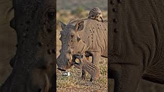 The Warthog Couldn’t Feel This Giant Tick… But the Mongoose Did!