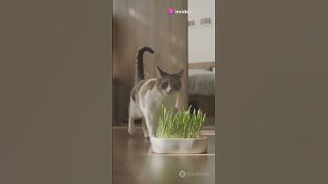 Do you know why cats go crazy for catnip? #cat #funny #tiki #catnip #Interesting #crazy #shorts