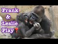 Gorilla Frank and Leslie play 🌸🧡💖‼️ ゴリラ　フランクとレスリーの遊び💜❤️🌺🌸😀
