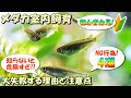 【初心者は要注意！】メダカ室内飼育で絶対にやってはいけないこと4選【大失敗する理由と注意点について】