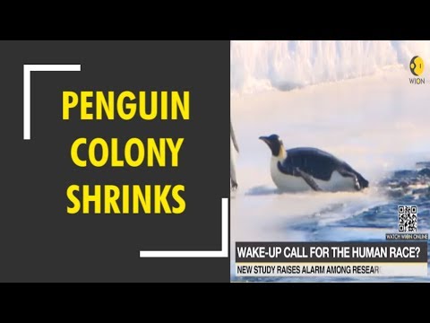 Video: King Penguin Colony Förlorar 90 Procent Av Befolkningen