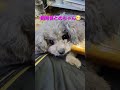 飼育係とめ🐶ビビリな犬(笑)😁👌#shortsyoutube #shorts #shortvideo #short #トイプードル #プードル #エサ#おて #飼育係