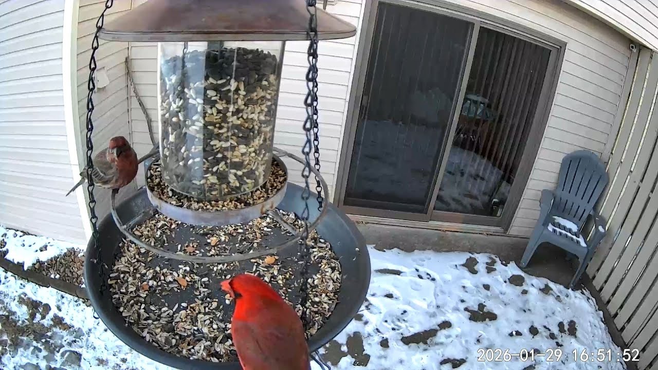 2026/01/29 - A Northern Cardinal joins a House Finch for a dinner time meal